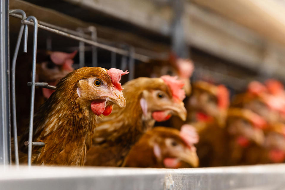 純国産鶏もみじ | 広島の養鶏場｜世羅の里山 楡の木ファーム