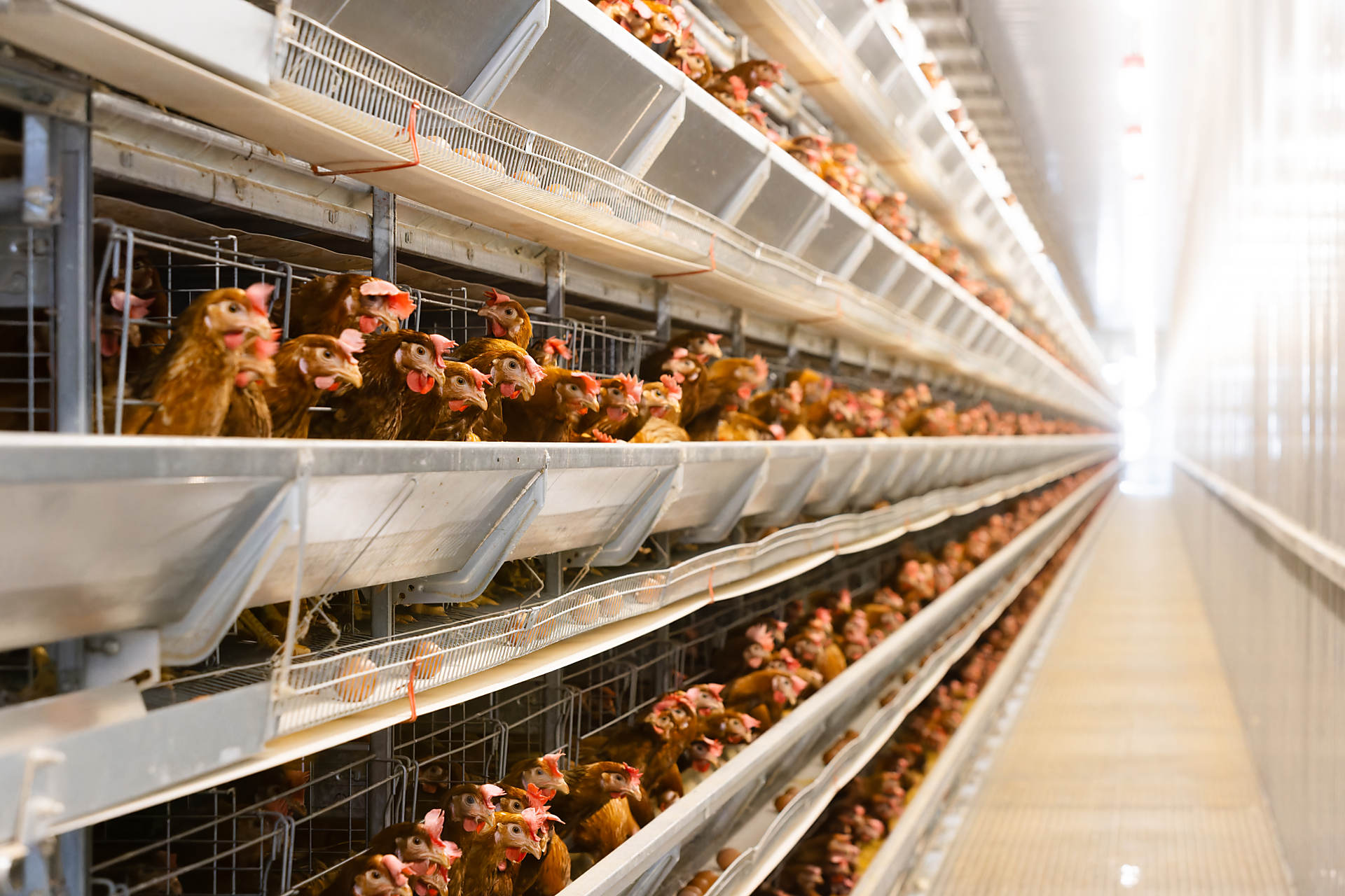 飼育されている鶏の画像