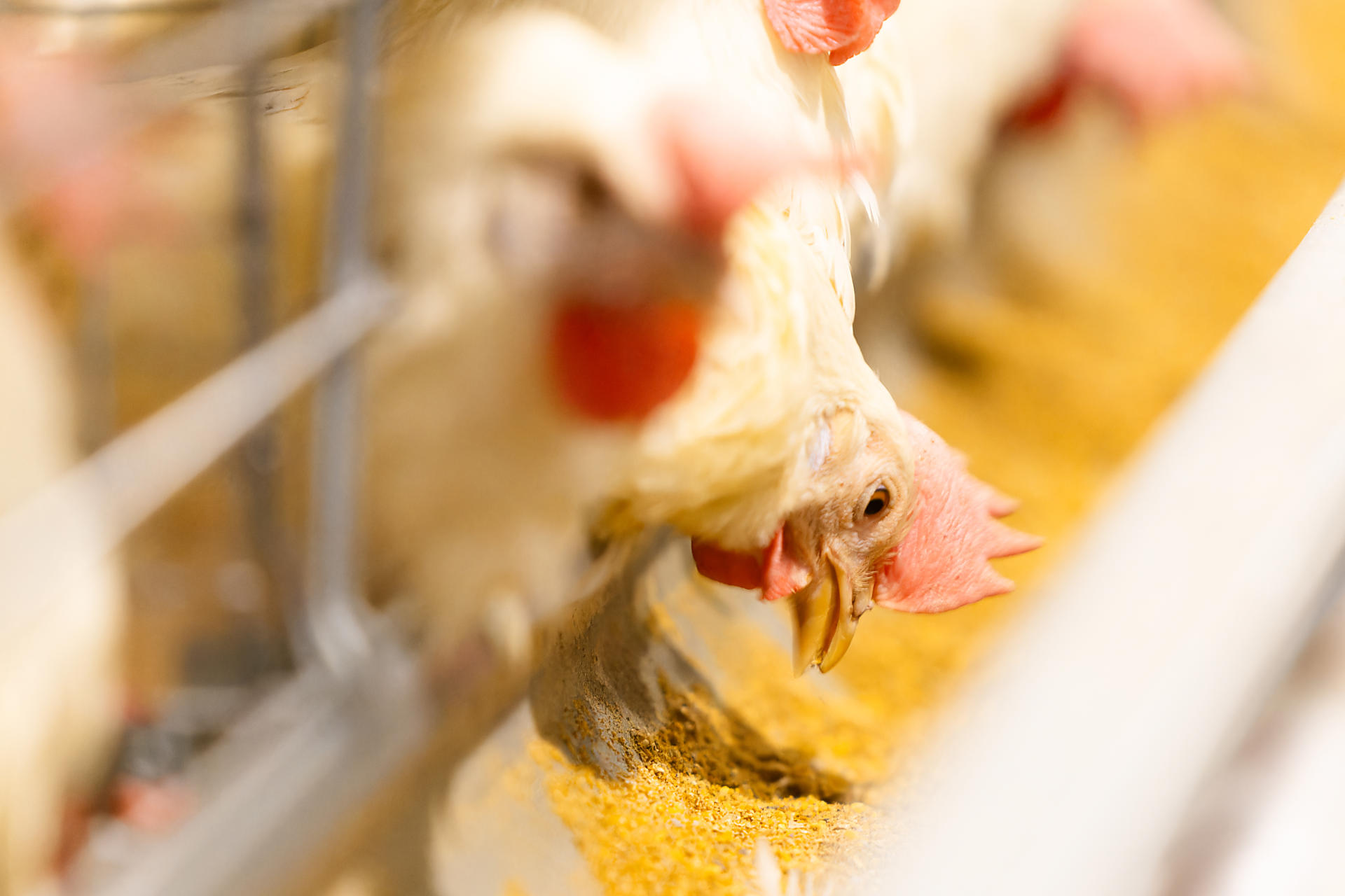飼料を食べている鶏の画像