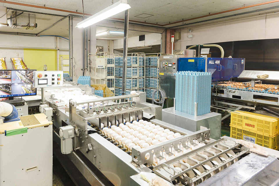 選別されている卵の画像